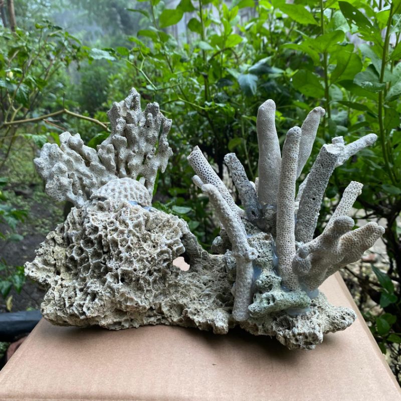 BATU KARANG AKUARIUM RANGKAI CANTIK TRUMBU KARANG LAUT DEKORASI AKUARIUM AQUASCAPE