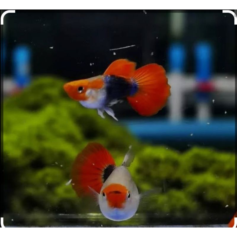 

stiker tuxedo koi short body 1 pasang Rp. 550000