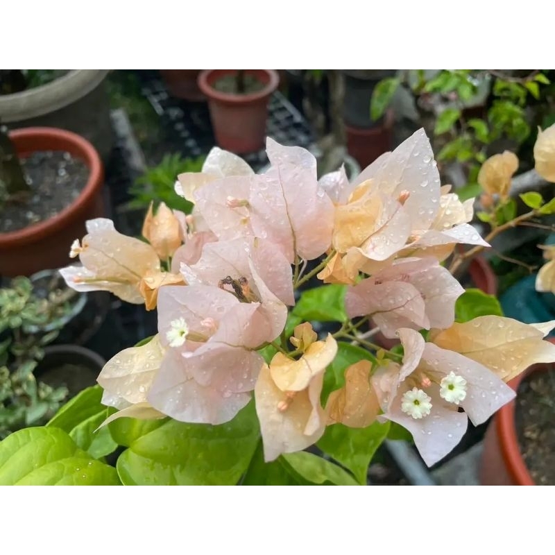 bunga bougenvile kuning lemon new bibitan