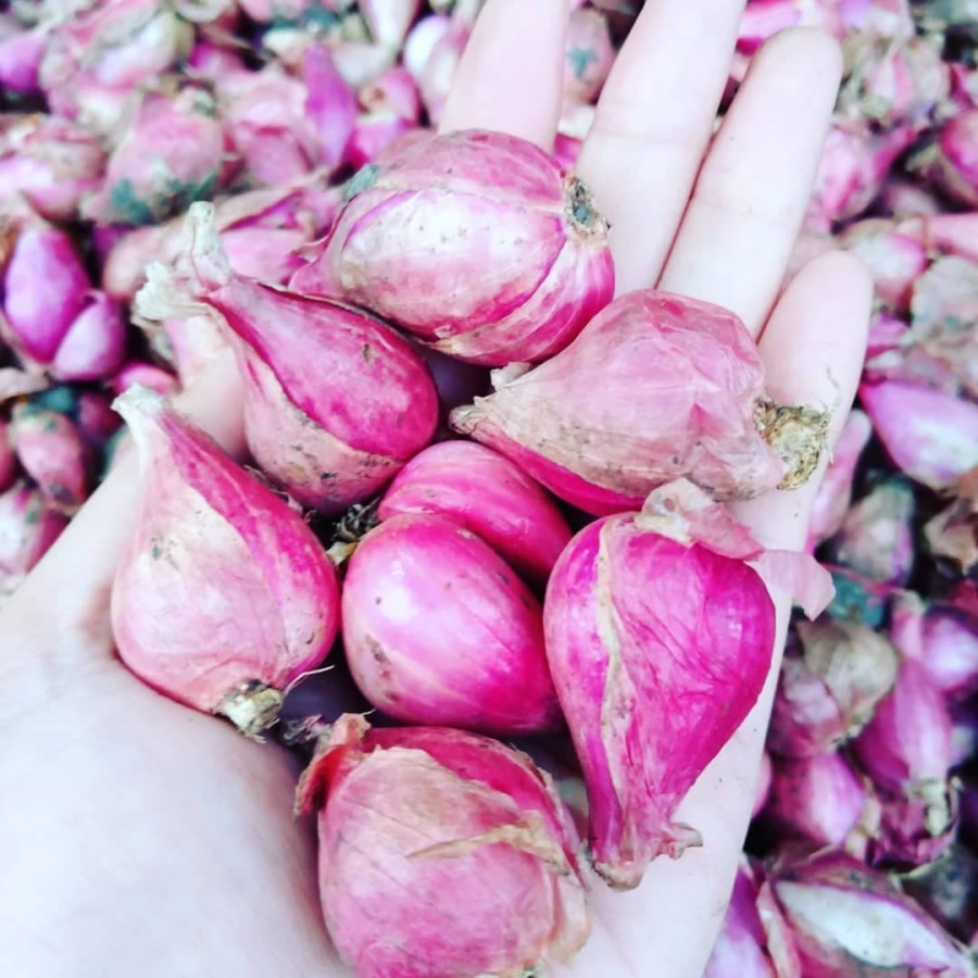 

Bawang Merah Brebes Super