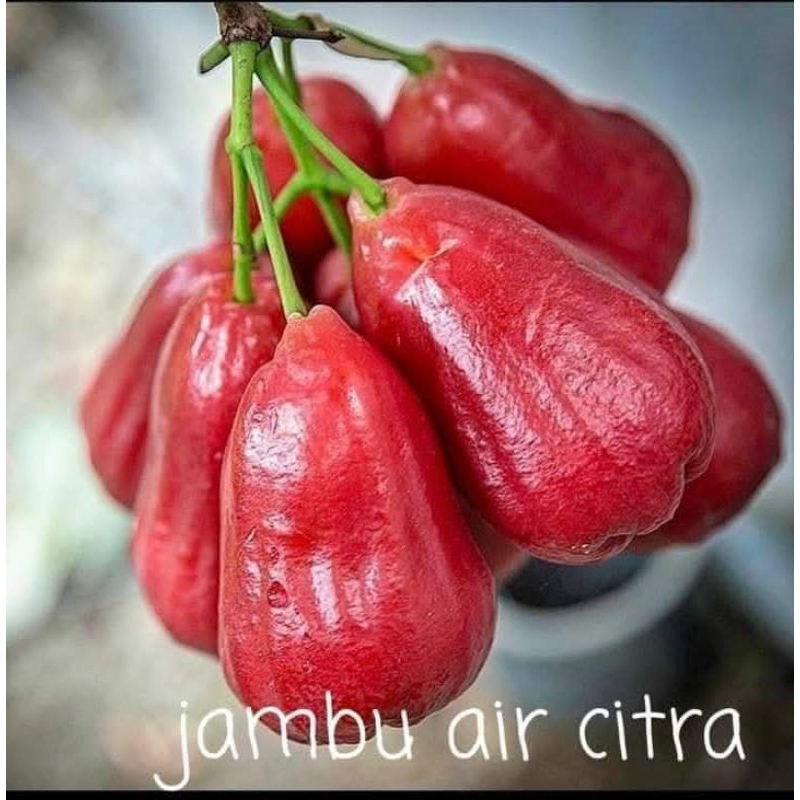 

Bibit Jambu Air Citra Okulasi