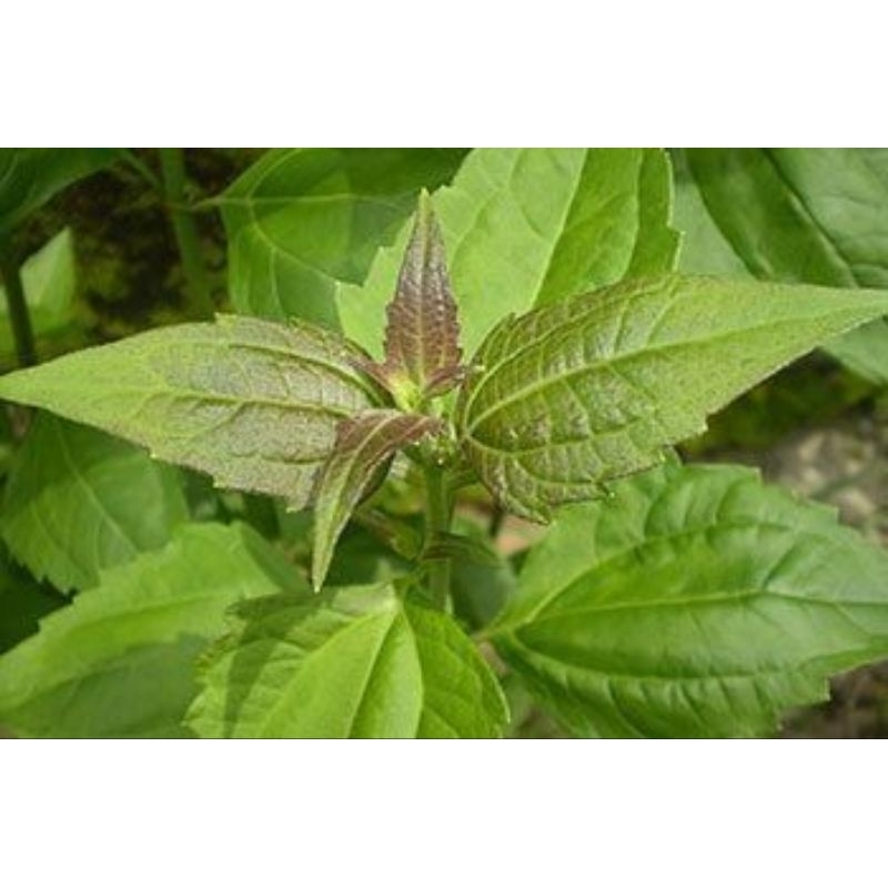 

DAUN BATANG KIRINYUH/KOPASANDA SEGAR FRESS MURAH 500grm