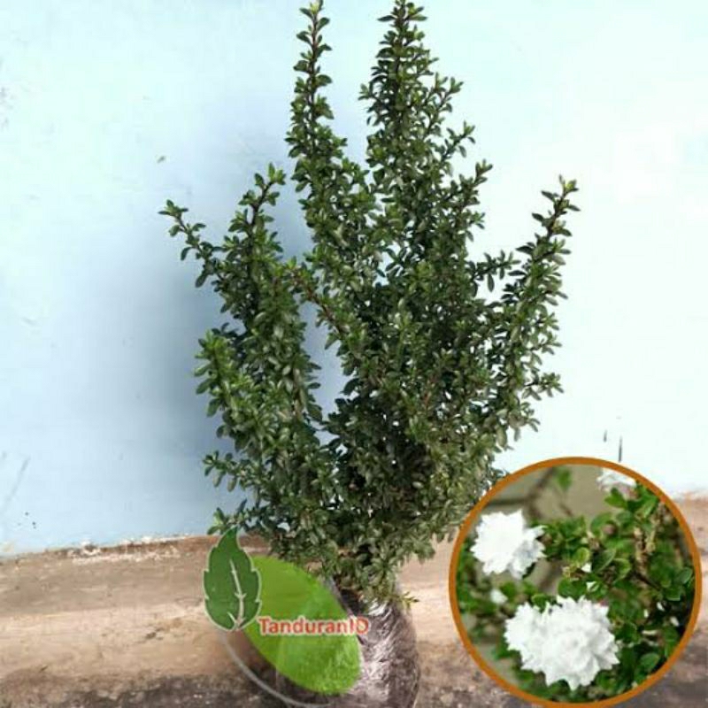 Tanaman Seribu Bintang Bahan Bonsai Bunga Seribu Bintang Bibit Bonsai (Seribu bintang serissa foetid