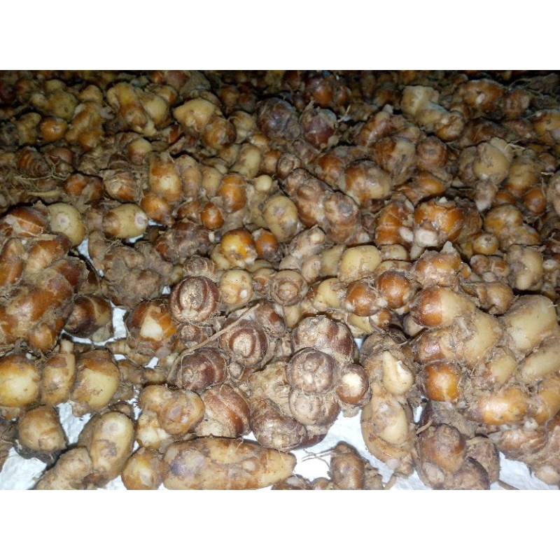 

Kencur Segar Cikur Jawa Bumbu Seblak Empon Empon