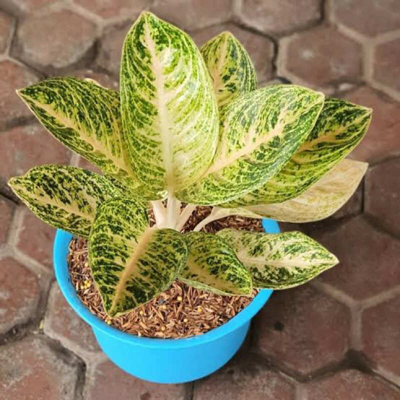 PROMOTANAMAN HIAS AGLONEMA WIDURI WHITE