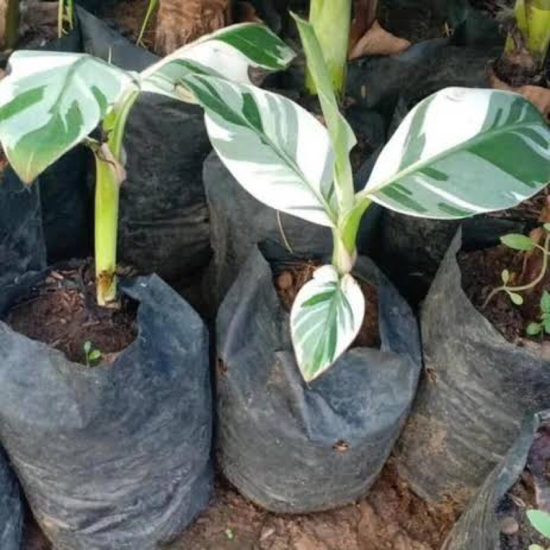 PROMOPOHON BUAH PISANG VARIGATA WHITE/WHITE BANANA