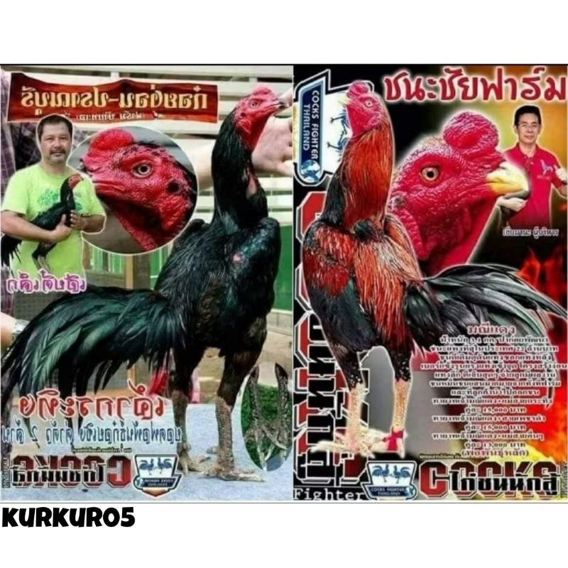 

Telur fertil ayam pakhoy trah maneedaeng / COD UNTUK DI TETAS KAN