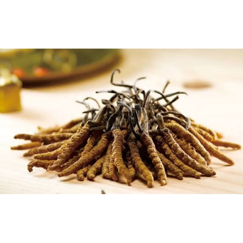 CORDYCEPS SINESIS "Original Dong Chong Xia Cao".