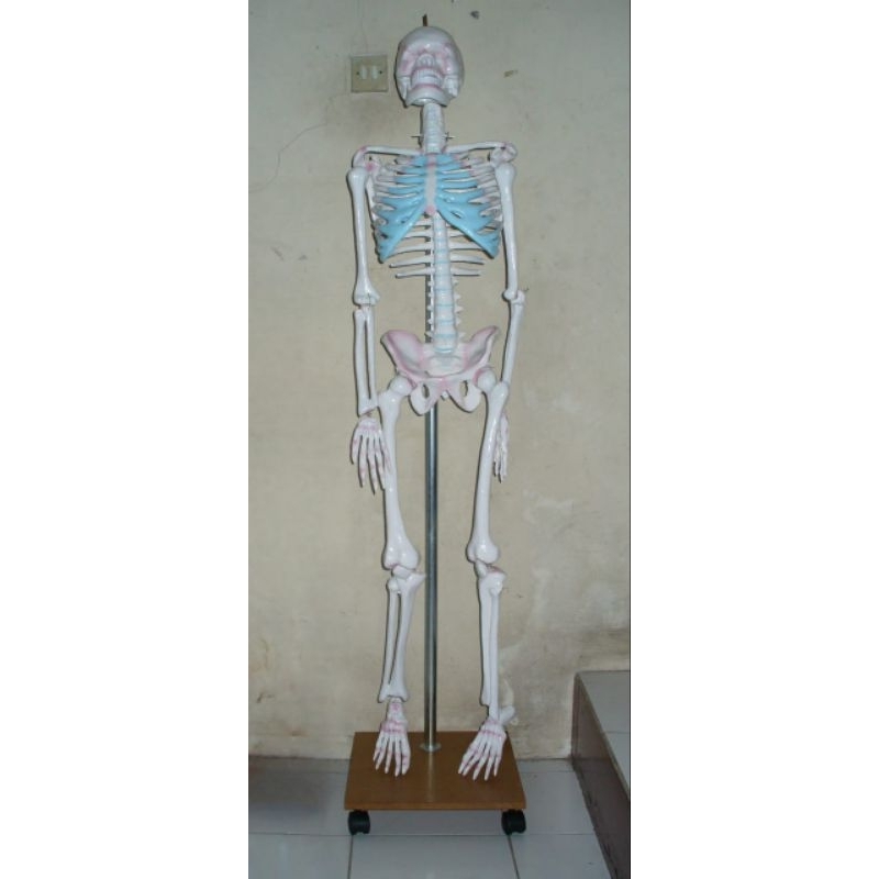 

Model Kerangka Manusia Dewasa Alat Peraga Pendidikan