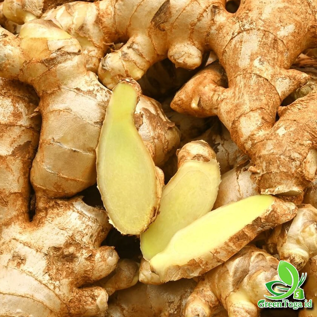 

Kunyit Mangga Kunyit Putih Temu Putih Asli Full cuci bersih