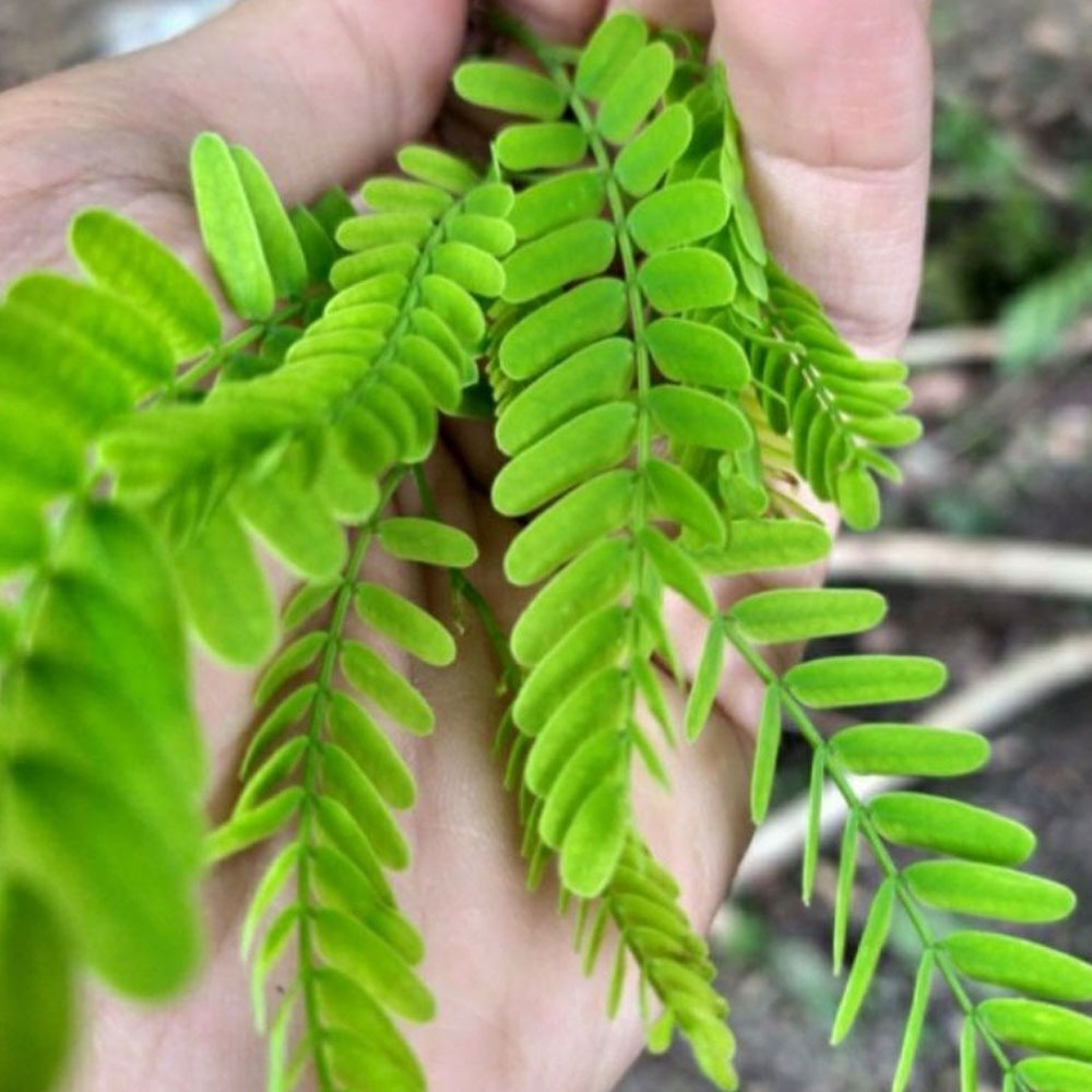 

Daun Asem Jawa Fresh 1 Pack