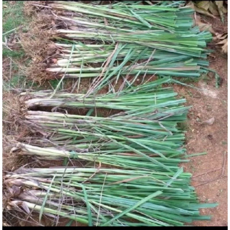 

Bibit benih sereh masak per 10 benih