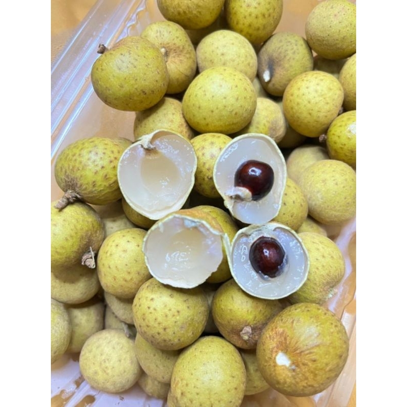 

Kelengkeng Gold Thailand