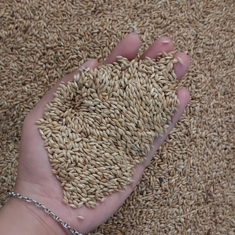 KENARI SEED PAKAN KENARI MILET KENARI KENARI SEED KENARI SIT KENARI SEed MAKANAN BURUNG LOVEBIRD