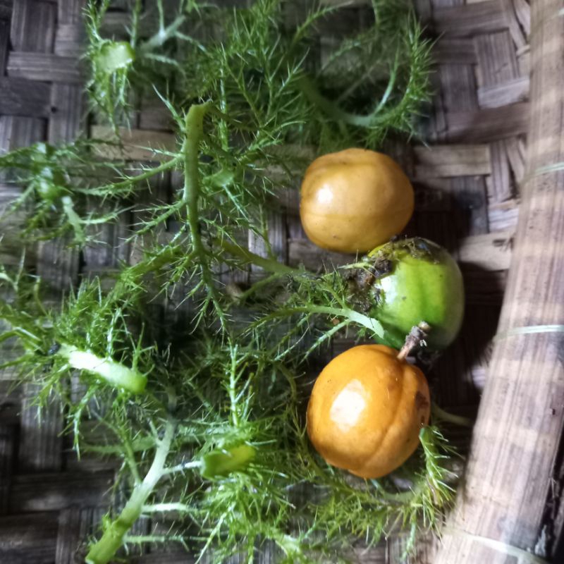 

Markisa mini rambusa mermot ceplukan belungsung keceprek segar makanan rimba