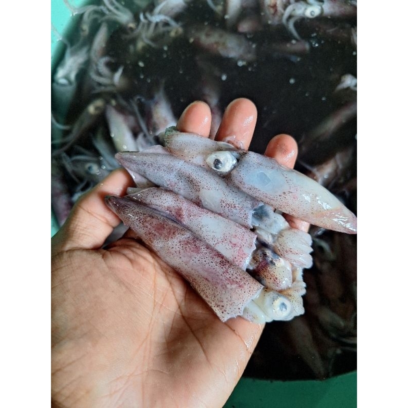 

cumi segar ukuran sedang