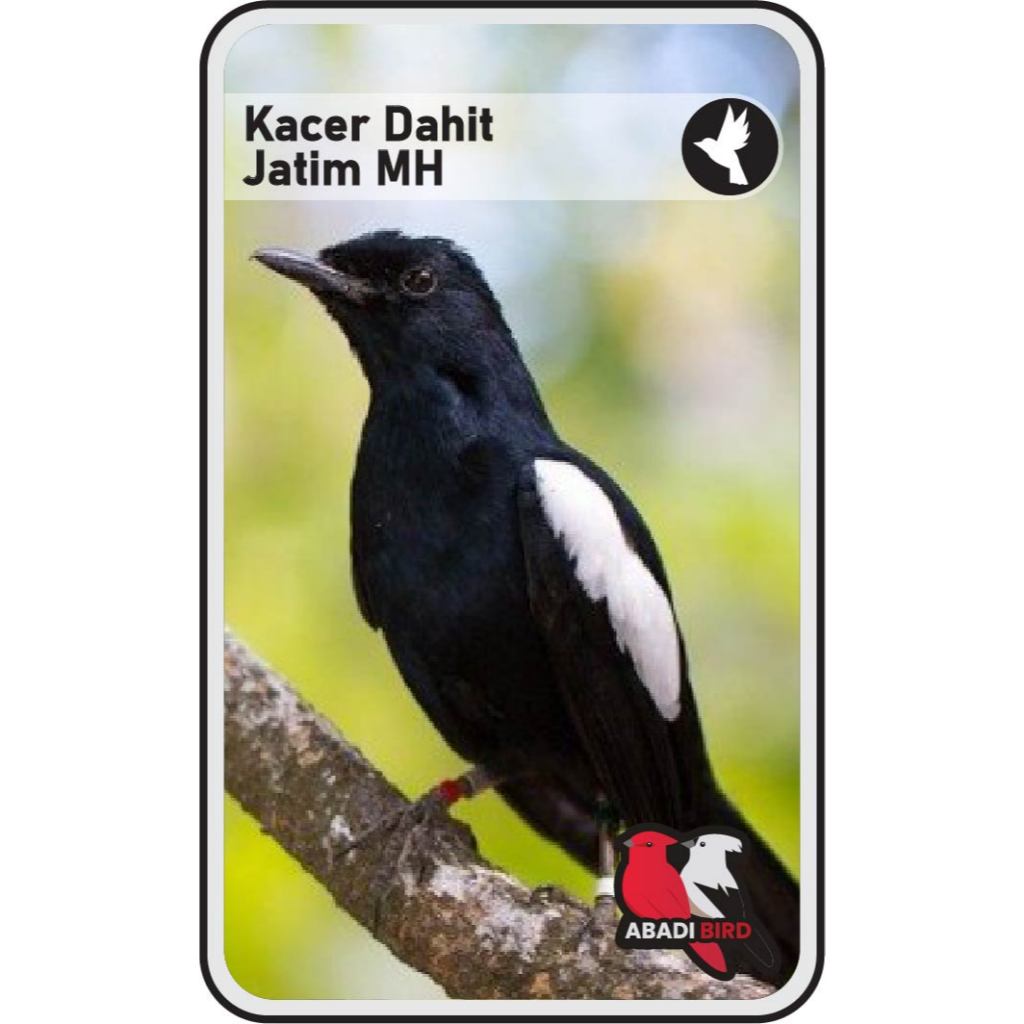 Kacer Dahit Banyuwangi Jantan Palmerah
