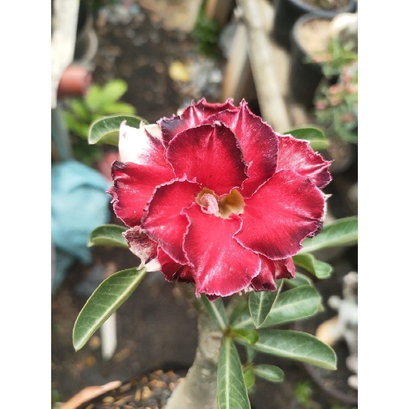Adenium Bunga Tumpuk Original Dari Biji