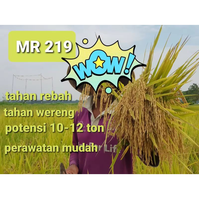 benih padi Mr 219 super bibit unggul 1kg siap tanam