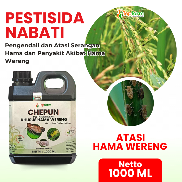 Pestisida Untuk Hama Wereng / Insektisida Wereng Paling Ampuh / Insektisida Wereng / Insektisida Tan