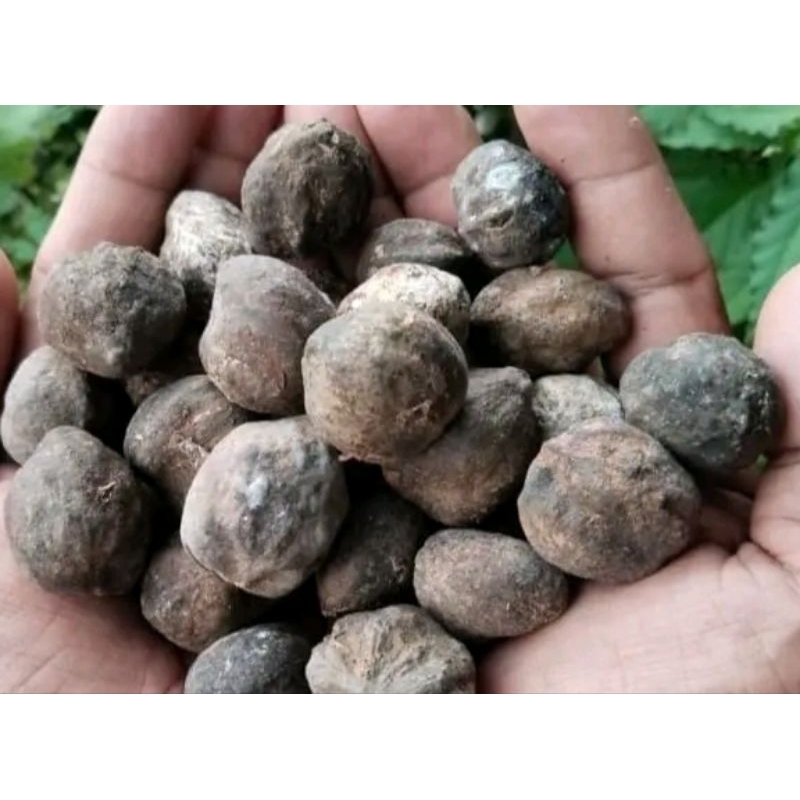 

kemiri glondongan masih utuh kering 1kg