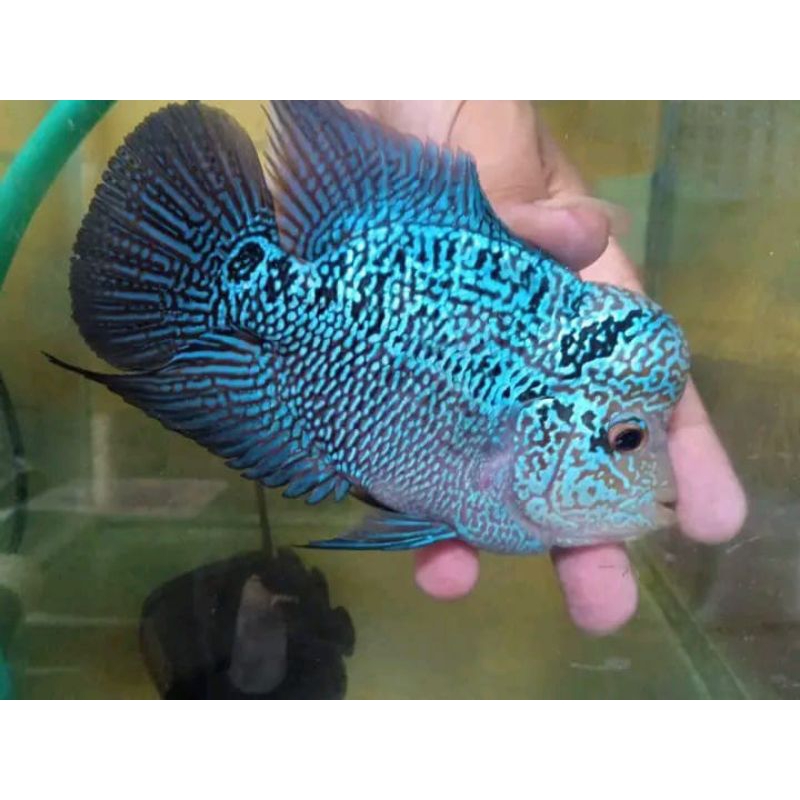 cencu x cencu good marking size 7-9cm