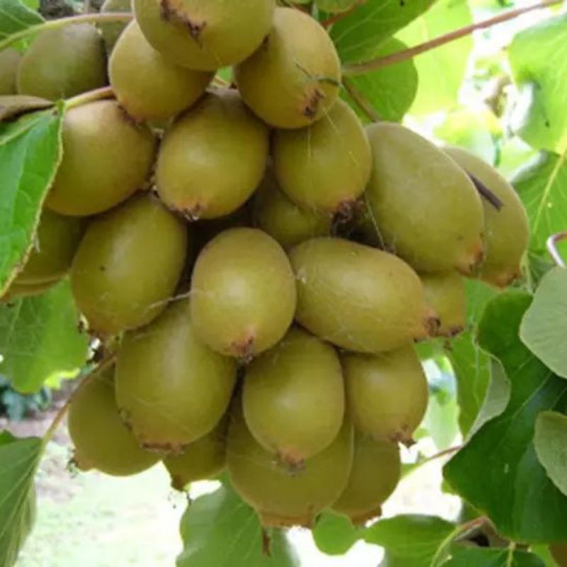

bibit kiwi super genjahcepat berbuah