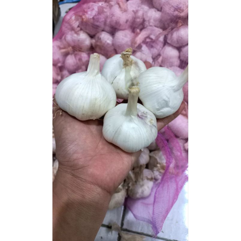 

BAWANG PUTIH SINCO 1 KG