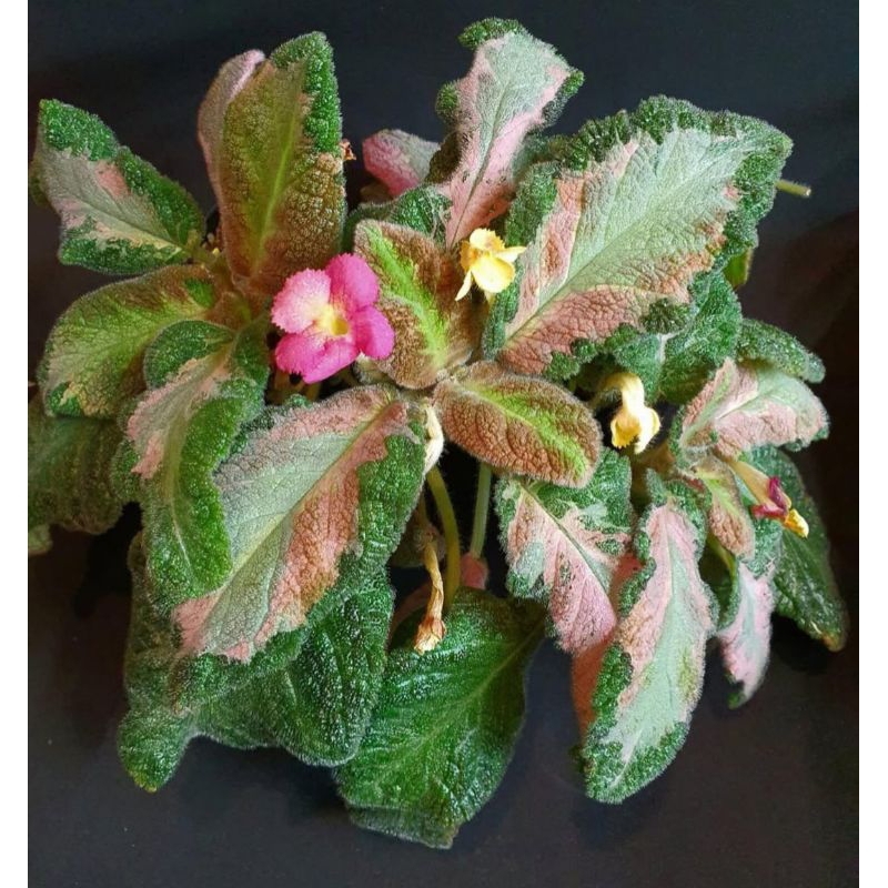 episcia picasso