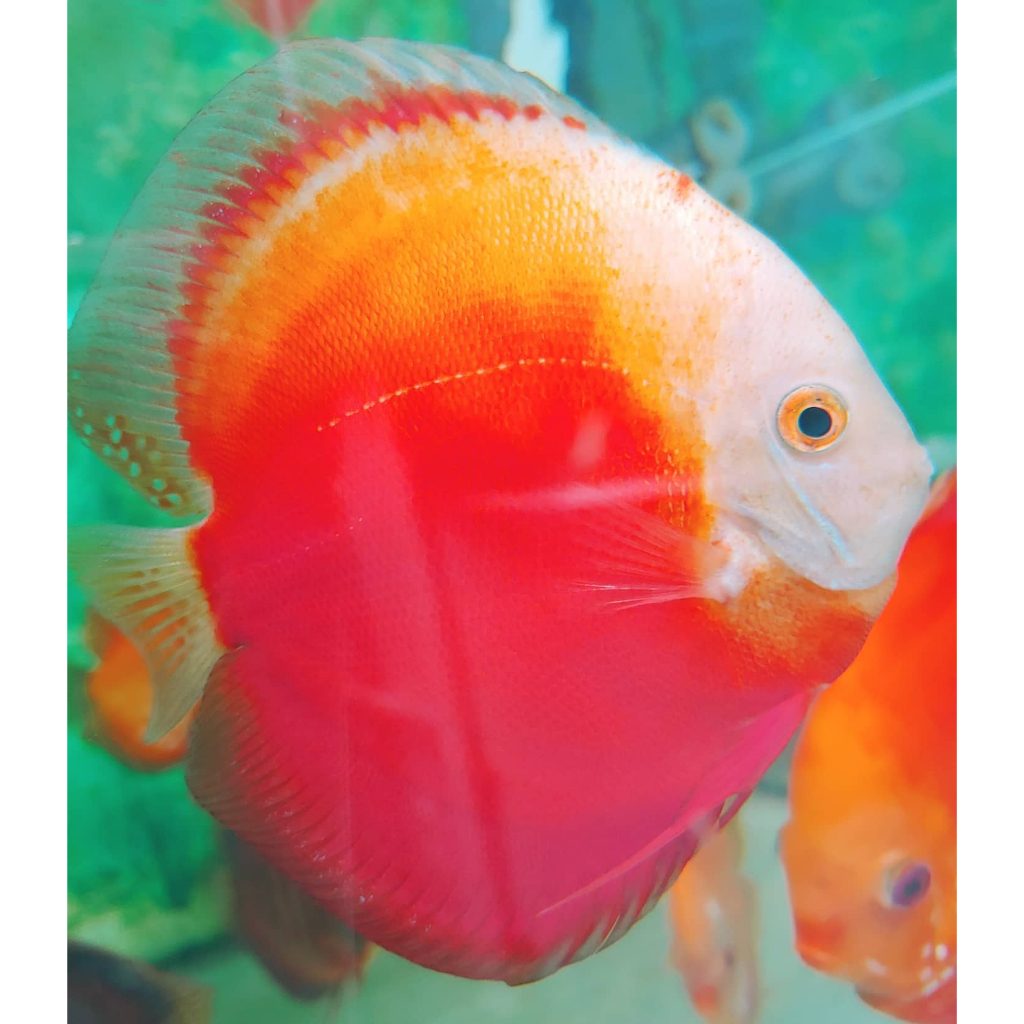 hiasan aquarium ikan discus redvalentin