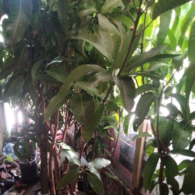 pohon bibit mangga kombinasi 3 jenis batang jumbo ,manalagi,okiyong,chokanan