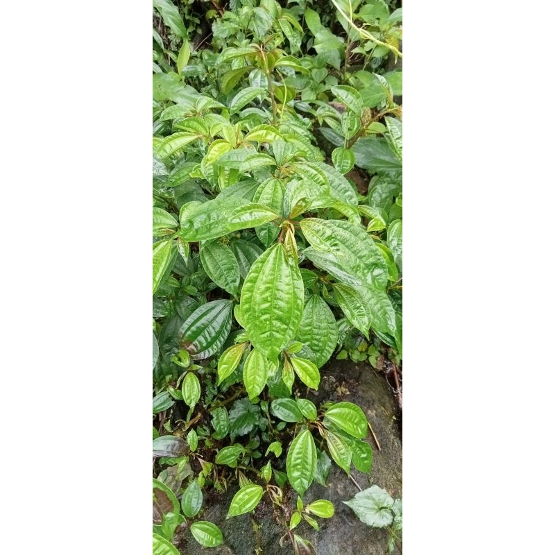 

lalapan pohpohan gunung /250gram
