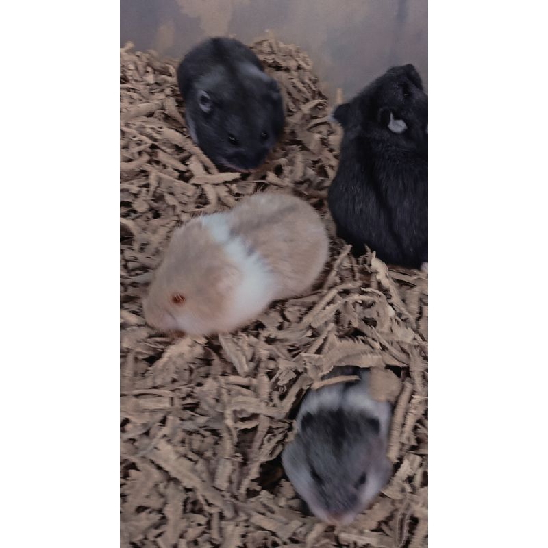 Hamster Campbell sepasang (jantan dan betina)