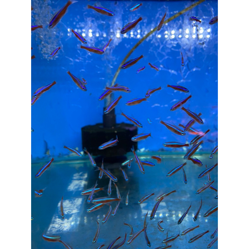 

PROMO STIKER K4rdin4L t3tra 4bijii