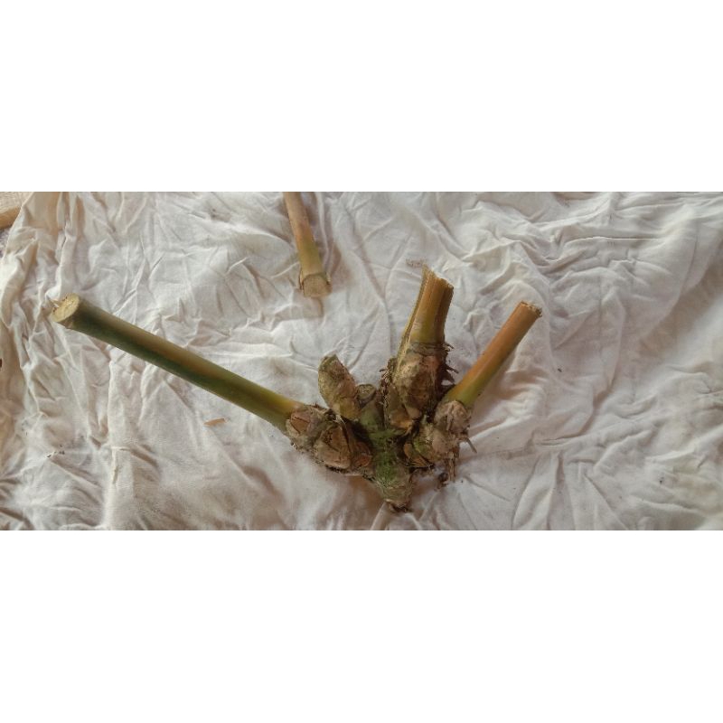 Bambu petuk asli