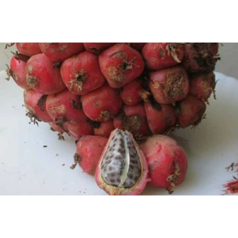 

BUAH HONJE BUAH KECOMBRANG FRESH SEGAR murah 1kg