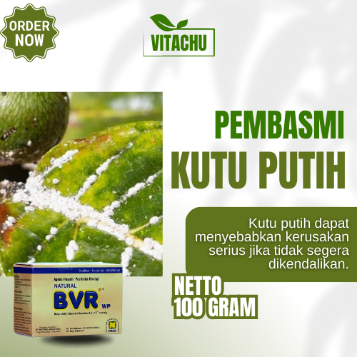 Insektisida Kutu Putih Obat Pembasmi Kutu Kebul Obat Pengusir Kutu Busuk Pestisida Racun Kutu Putih