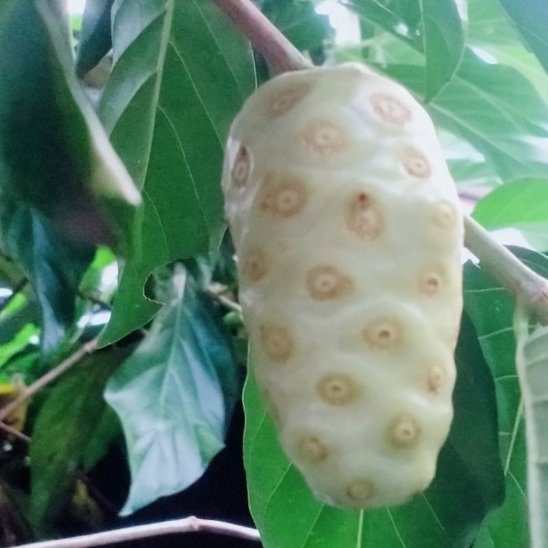 

Mengkudu Alam Aceh yang tumbuh liar, tanpa pestisida 1/2 Kg