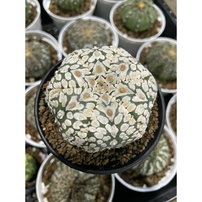 Astrophytum V-Type
