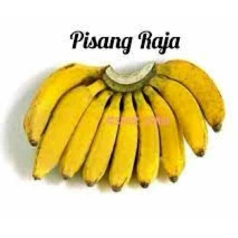 Bibit pisang raja (pisang sajen)