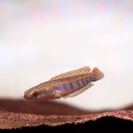 red barito 5-6cm grade A