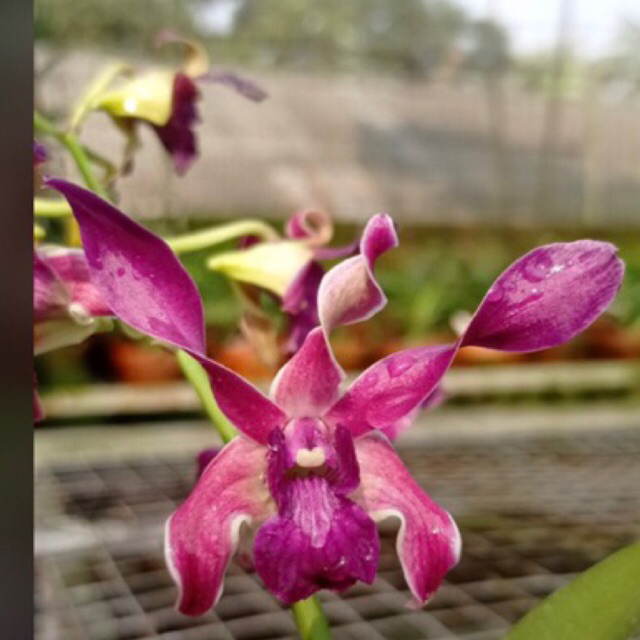 Anggrek Dendrobium Blue twist x cobra