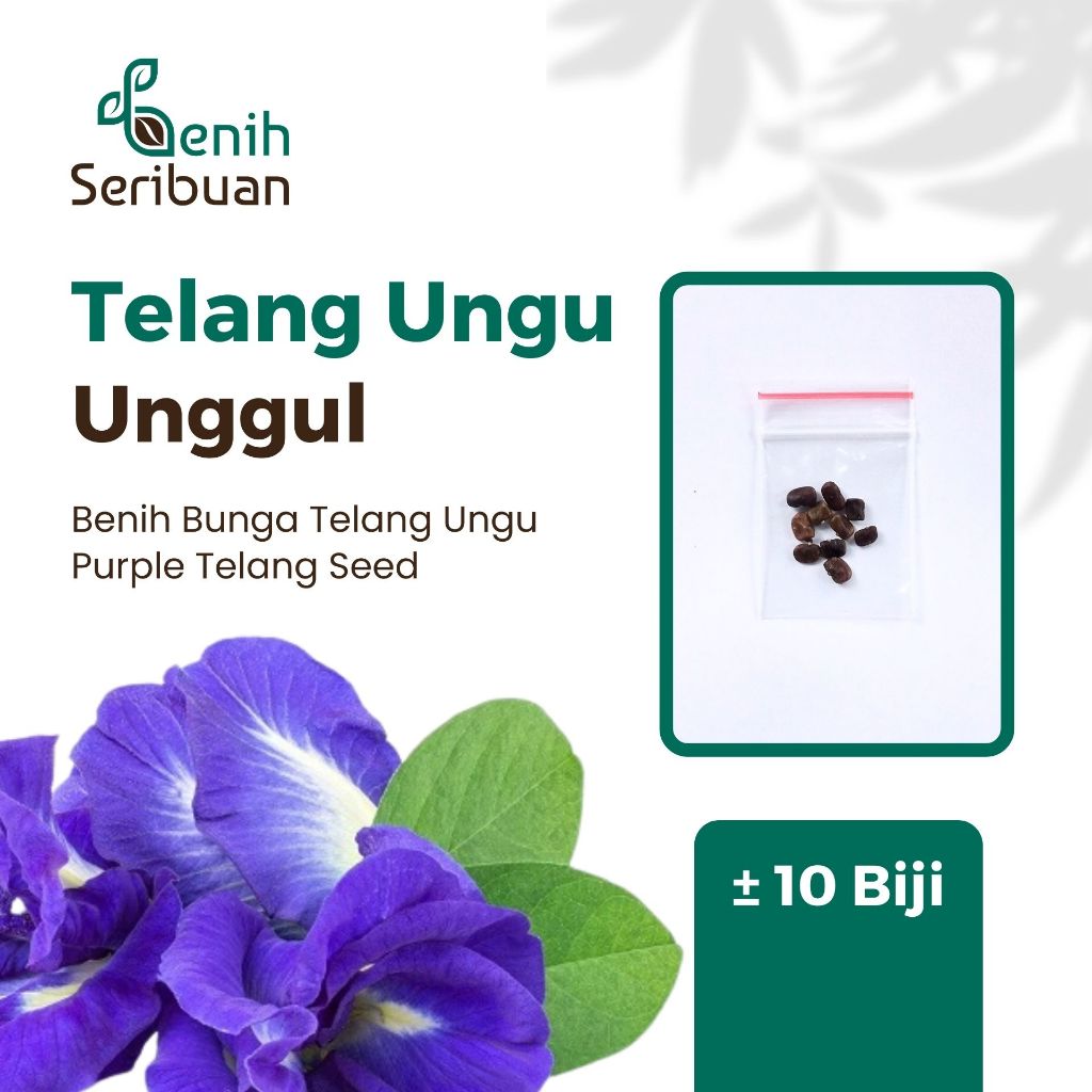10 Bibit Bunga Telang Ungu Benih Tanaman Bunga Telang Non Tumpuk Mudah Tumbuh Unggul Berkualitas