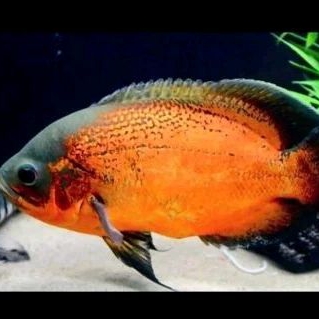 

OSCAR PARIS - KADO HIASAN AQUARIUM UKURAN 2 JARI