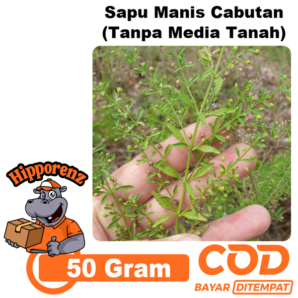 

Sapu Manis Cabutan 50 Gram (Tanpa Media Tanah)