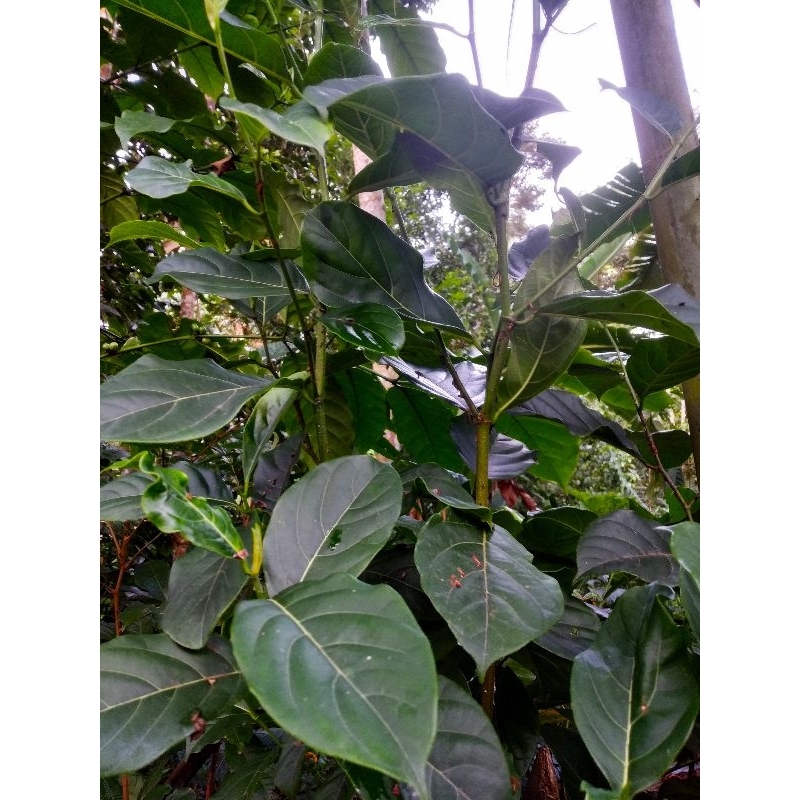 

Daun nangka segar 500 gr