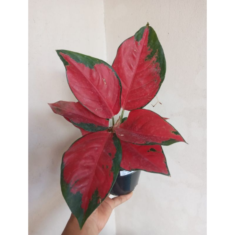 Aglaonema Suksom