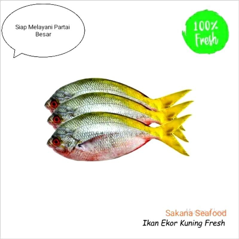 

IKAN EKOR KUNING FRESH 1KG