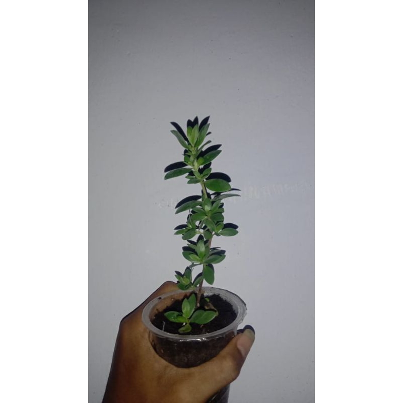 bibit super santigi mawar