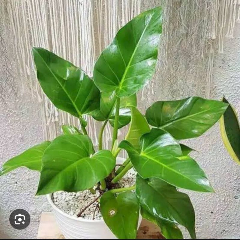 Philo Marble Jumbo Murah